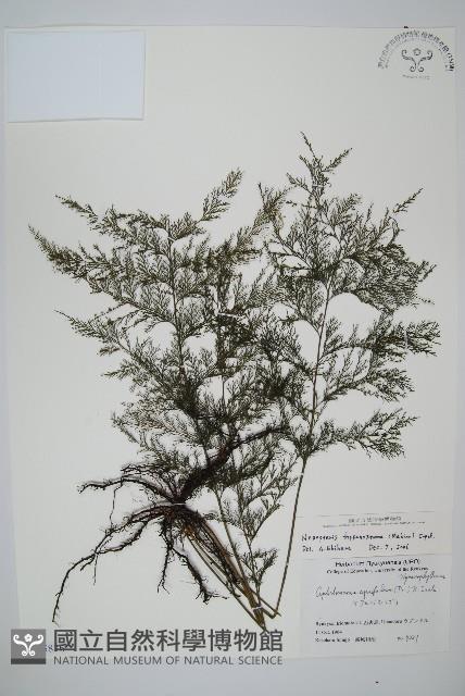 球桿毛蕨藏品圖，第1張