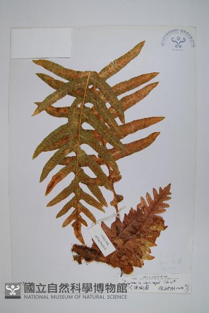 川滇槲蕨藏品圖，第1張