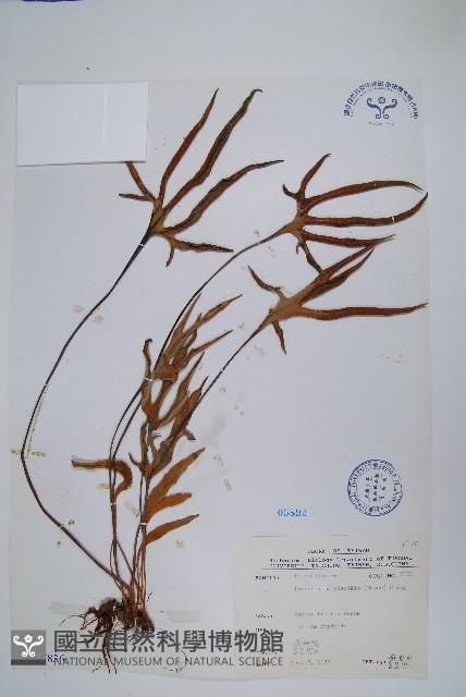 槭葉石葦藏品圖，第1張