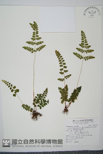 海島陵齒蕨藏品圖，第1張