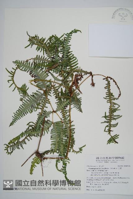 芒萁藏品圖，第1張