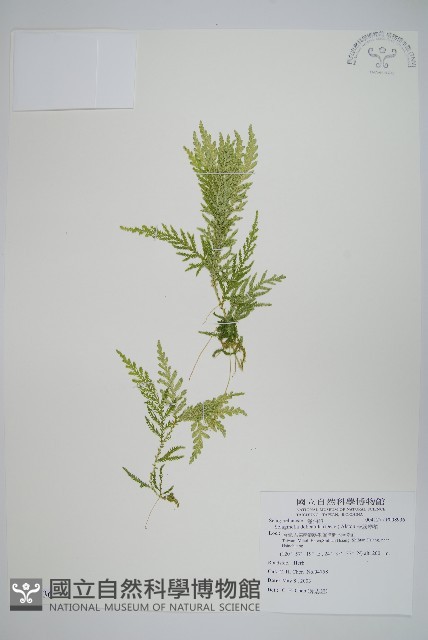 全緣卷柏藏品圖，第1張