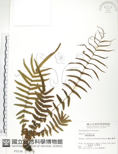 鱗蓋鳳尾蕨藏品圖，第1張