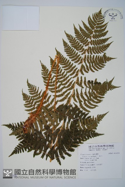 登錄號:P012236藏品圖，第1張