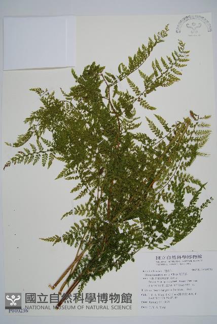 稀子蕨藏品圖，第1張