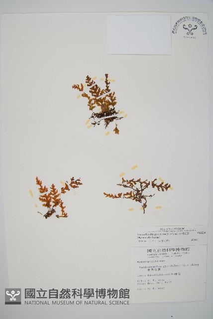 熱帶瓶蕨藏品圖，第1張