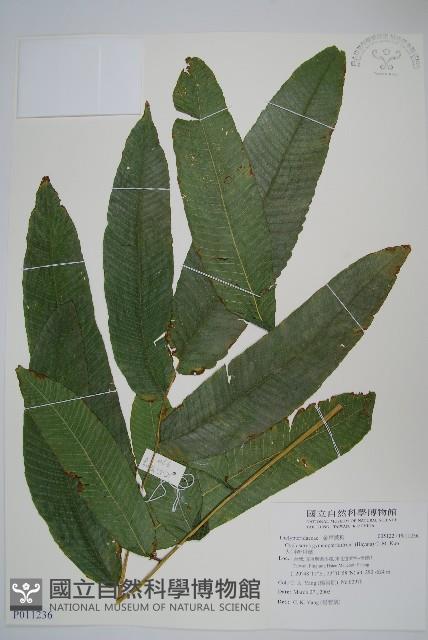 大羽新月蕨藏品圖，第1張