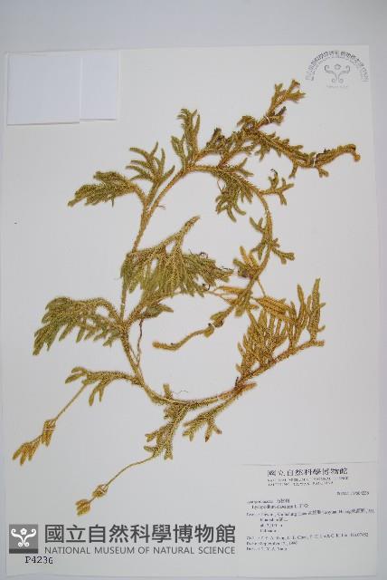 石松藏品圖，第1張