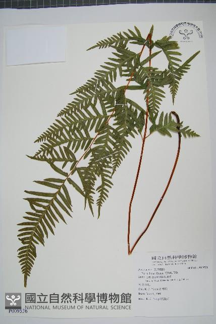 天草鳳尾蕨藏品圖，第1張