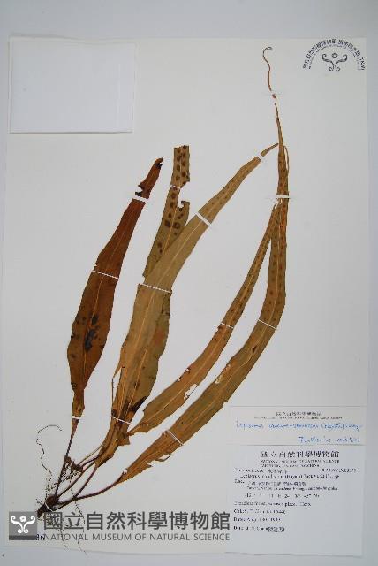 粵瓦葦藏品圖，第1張