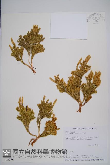 玉柏藏品圖，第1張