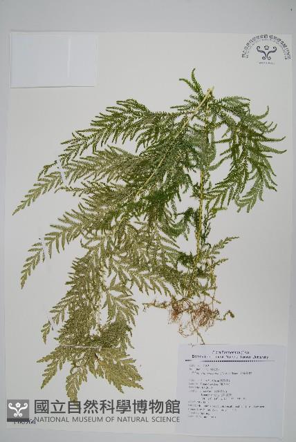 全緣卷柏藏品圖，第1張