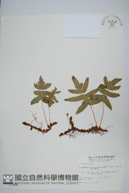 玉山茀蕨藏品圖，第1張