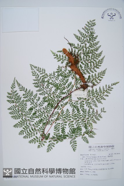 小膜蓋蕨藏品圖，第1張
