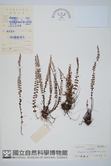 鐵角蕨藏品圖，第1張