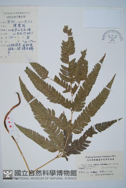 細葉複葉耳蕨藏品圖，第1張