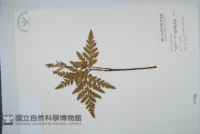 薄葉大陰地蕨藏品圖，第1張