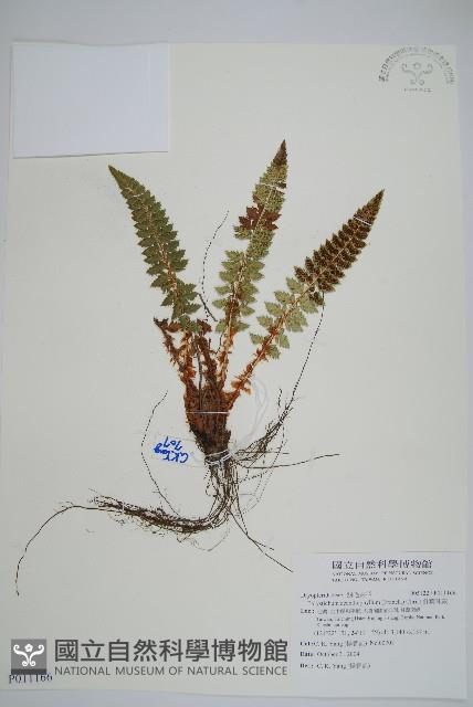 針葉耳蕨藏品圖，第1張