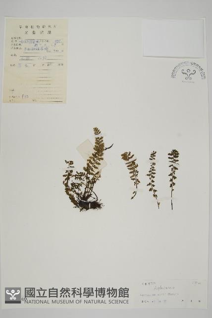 西北鐵角蕨藏品圖，第1張
