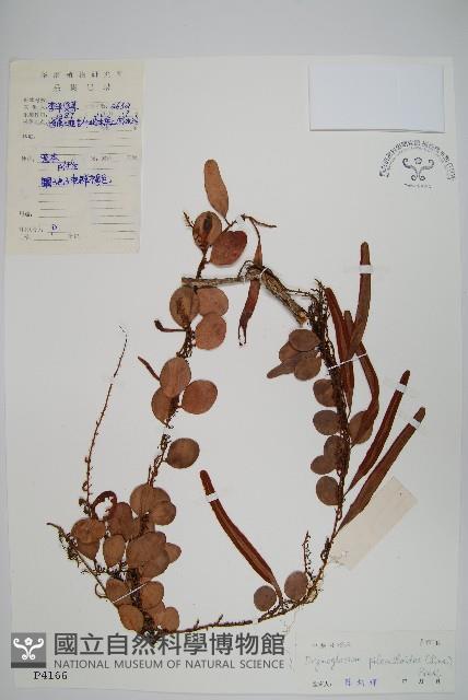 抱樹蓮藏品圖，第1張