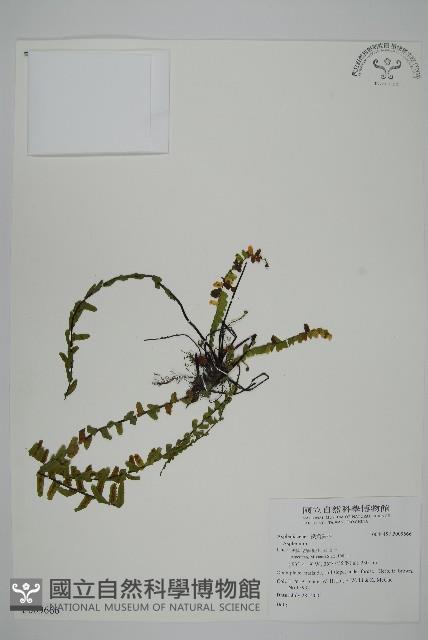 登錄號:P009666藏品圖，第1張