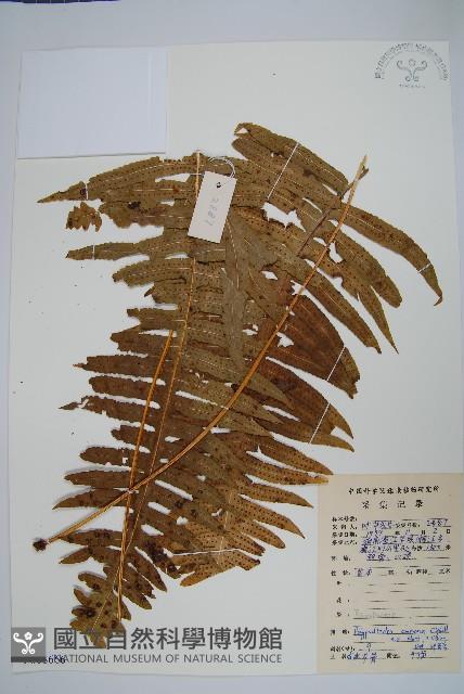 友水龍骨藏品圖，第1張