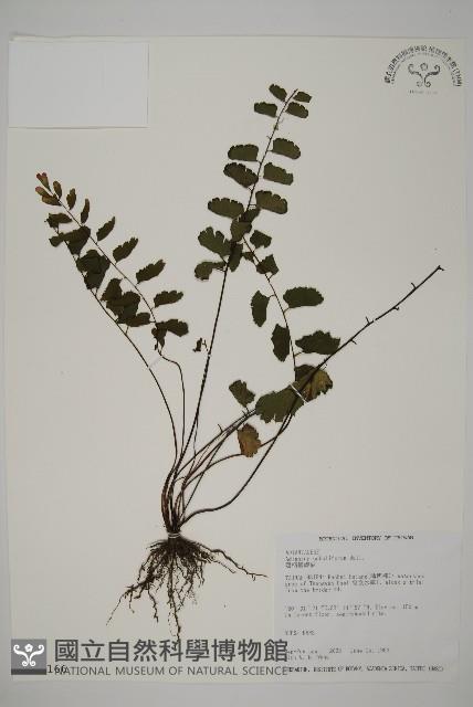 翅柄鐵線蕨藏品圖，第1張