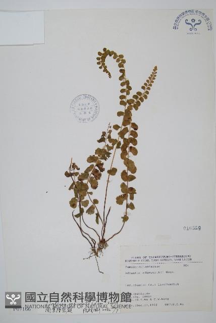 圓葉陵齒蕨藏品圖，第1張