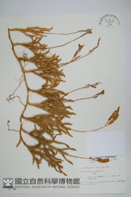 石松藏品圖，第1張