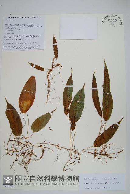 白莖假瘤蕨藏品圖，第1張