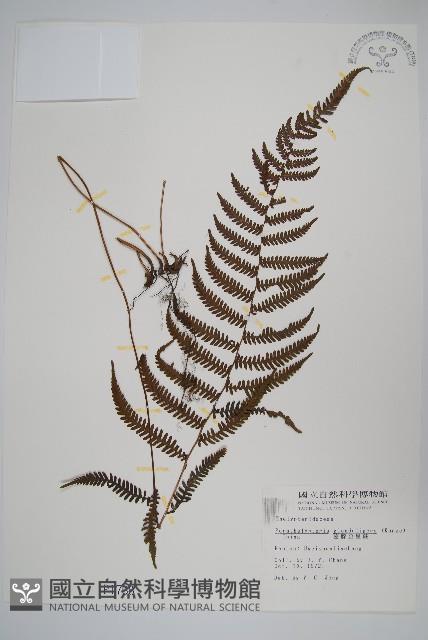 密腺副金星蕨藏品圖，第1張