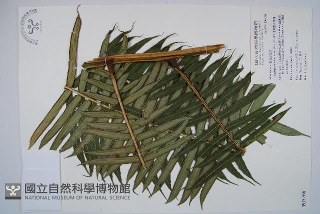 蘭嶼觀音座蓮藏品圖，第1張