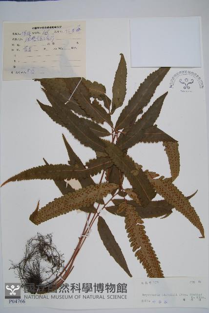 奇數鱗毛蕨藏品圖，第1張