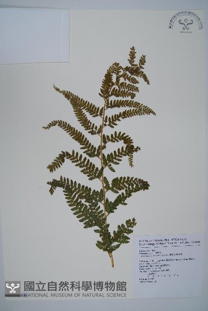 亞粗毛鱗蓋蕨藏品圖，第1張