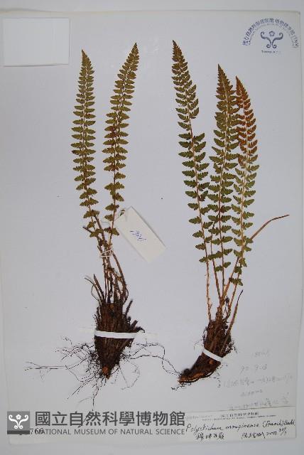 寶興耳蕨藏品圖，第1張