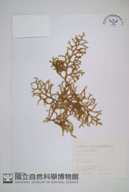 過山龍藏品圖，第1張