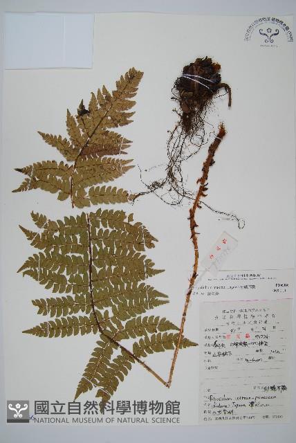 黑鱗耳蕨藏品圖，第1張
