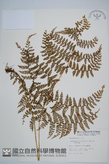 稀子蕨藏品圖，第1張