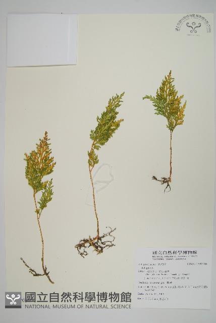 異葉卷柏藏品圖，第1張