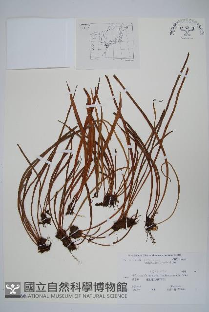 登錄號:P011066藏品圖，第1張