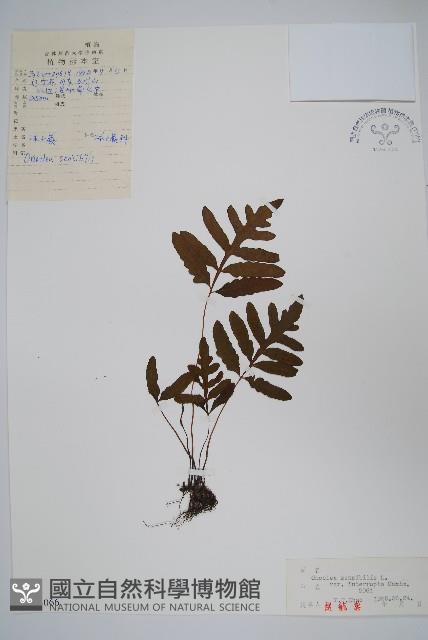 球子蕨藏品圖，第1張