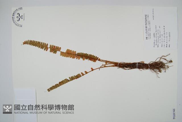 登錄號:P009766藏品圖，第1張