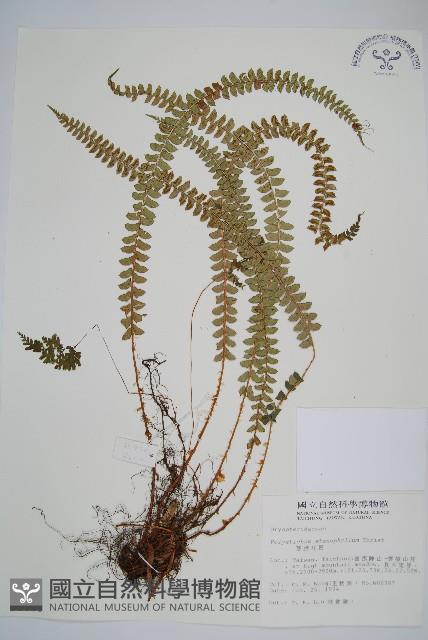 芽胞耳蕨、芽孢耳蕨藏品圖，第1張