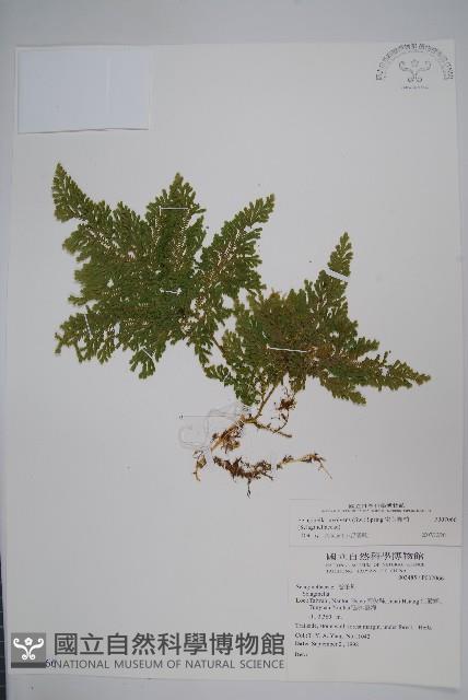 密葉卷柏藏品圖，第1張