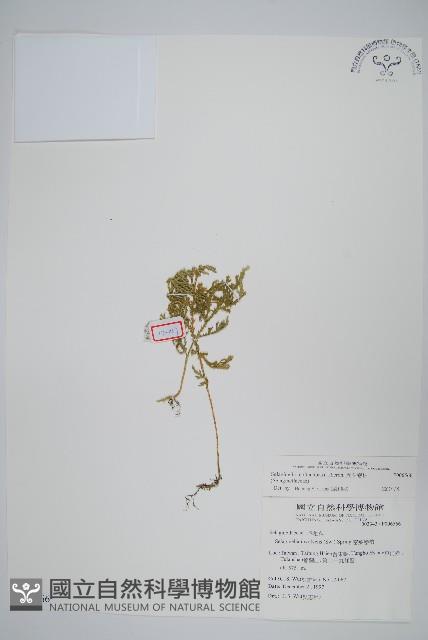 異葉卷柏藏品圖，第1張