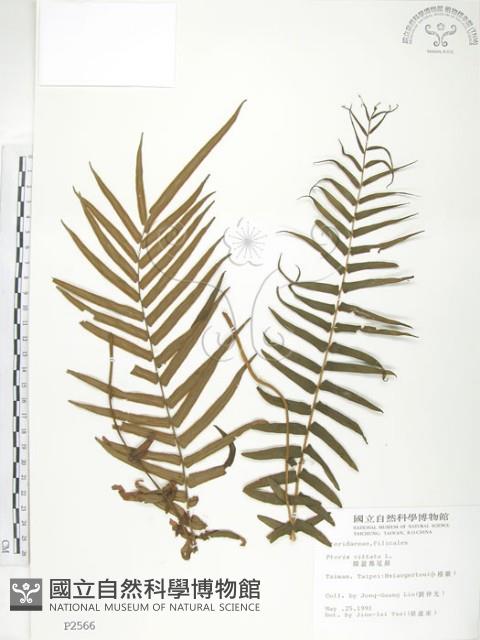 鱗蓋鳳尾蕨藏品圖，第1張