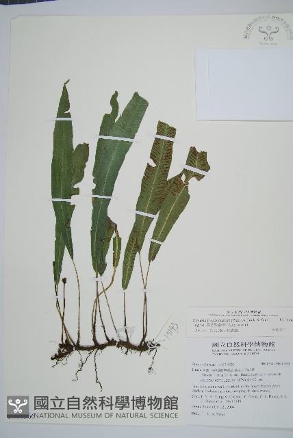 單葉雙蓋蕨藏品圖，第1張