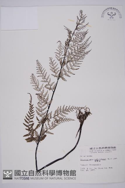 粉葉蕨藏品圖，第1張