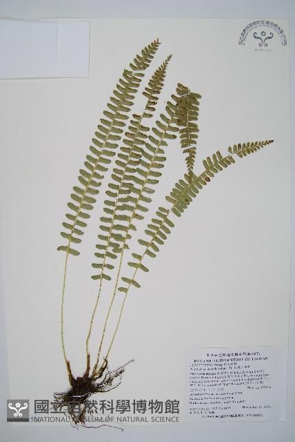 對生耳蕨藏品圖，第1張