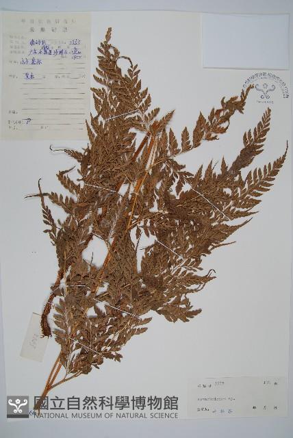 登錄號:P005566藏品圖，第1張